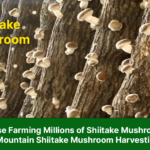 Shiitake Mushroom in Forest