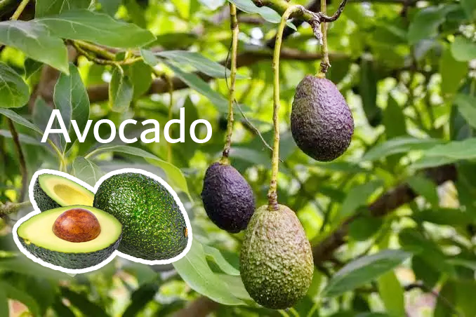 Avocado in Urdu