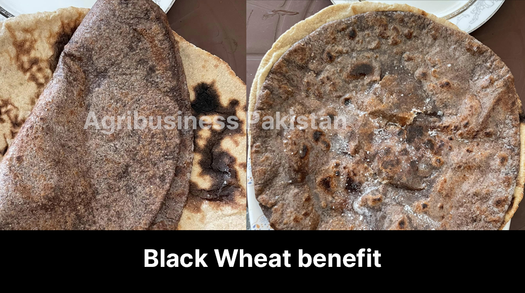 The Rising Popularity and Health Benefits of Black Wheat