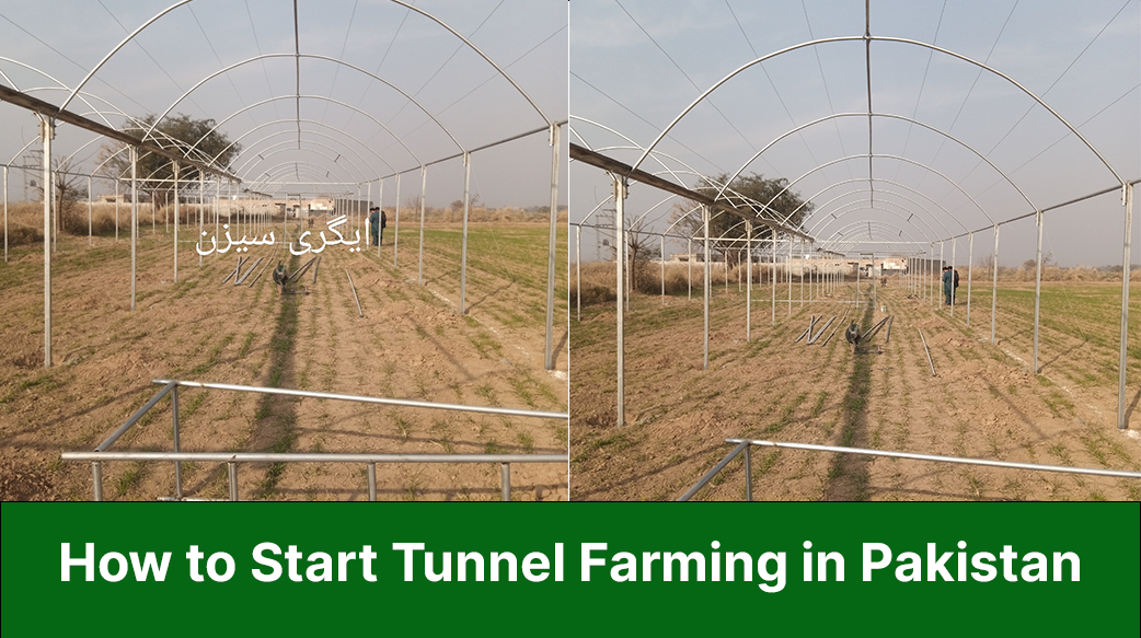 A Beginner’s Guide to Starting Tunnel Farming in Pakistan