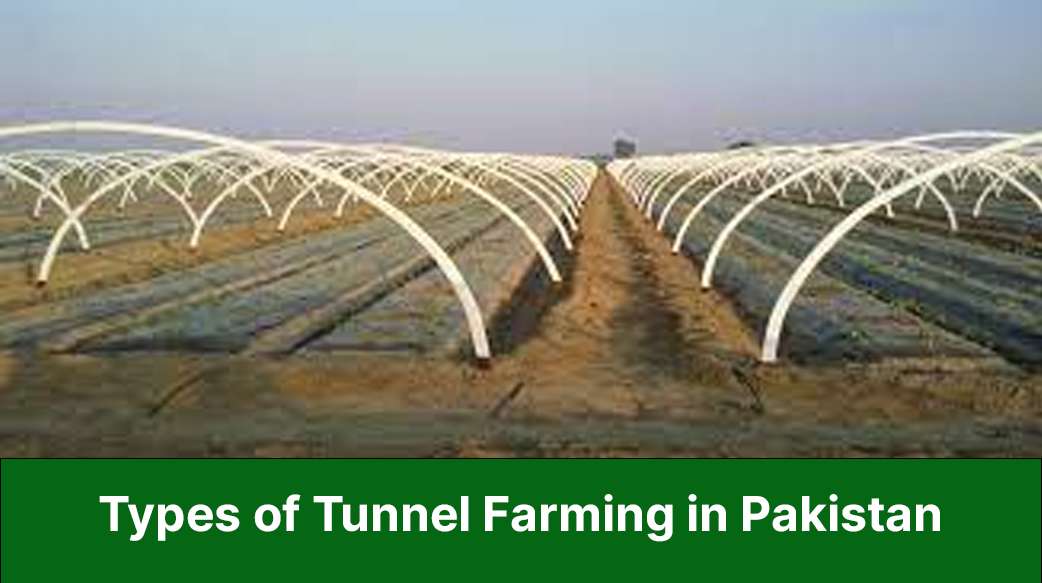 Types of Tunnel Farming: A Comprehensive Guide to Boost Your Agricultural Productivity