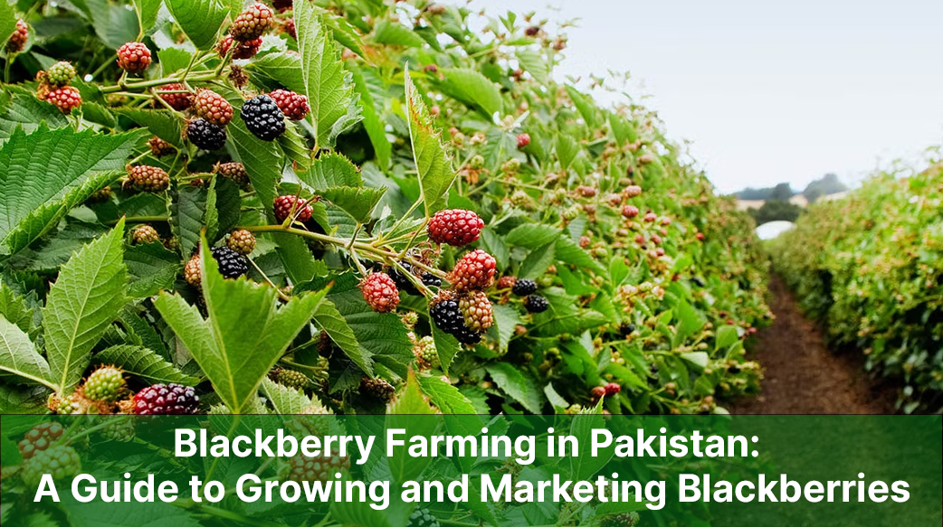 Blackberry Farming in Pakistan: A Guide to Growing and Marketing Blackberries