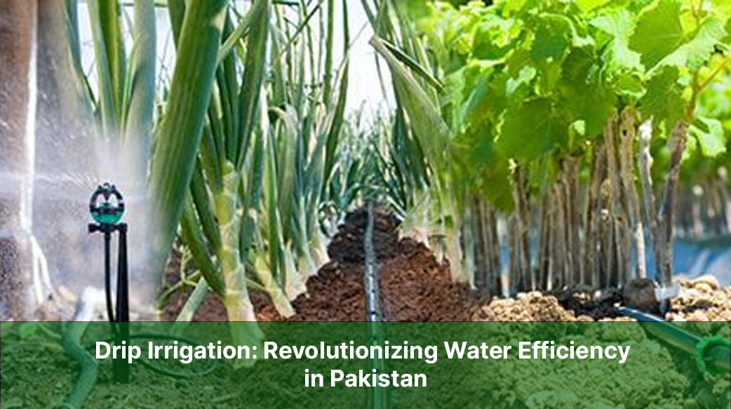 Drip Irrigation: Revolutionizing Water Efficiency in Pakistan