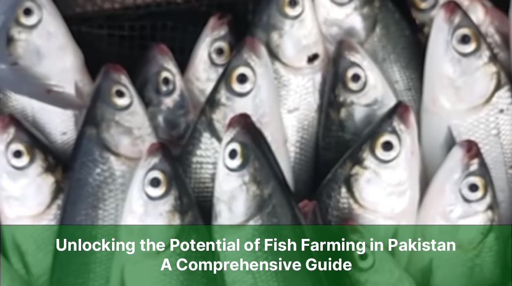 Unlocking the Potential of Fish Farming in Pakistan: A Comprehensive Guide