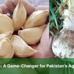 G1 Garlic: A Game-Changer for Pakistan's Agriculture