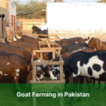 Goat Farming in Pakistan