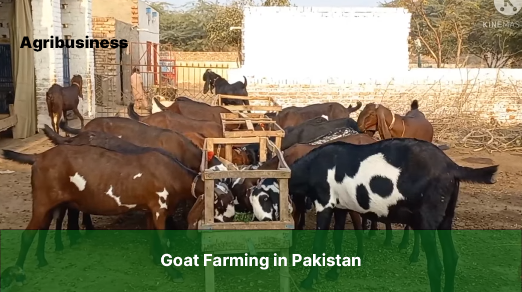 Goat Farming in Pakistan