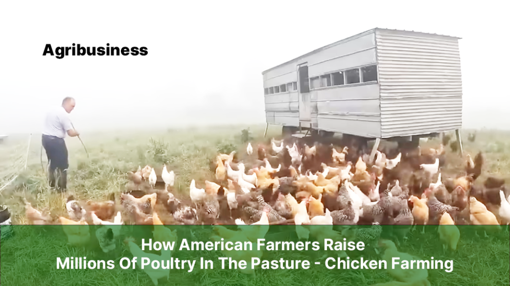 In recent years, there has been a significant shift in the way American farmers raise poultry. With a growing demand for ethically produced, healthy, and environmentally friendly food, pasture chicken farming has gained popularity. This article explores the methods and benefits of raising poultry in pastures, highlighting the practices adopted by American farmers to meet consumer demands. Importance of Pasture Chicken Farming H1: Embracing Sustainable Agriculture Practices Sustainable agriculture has become a crucial aspect of modern farming. Pasture chicken farming plays a pivotal role in promoting sustainable practices by offering a natural habitat for chickens and reducing the environmental impact caused by conventional poultry farming methods. H2: Meeting Consumer Demand for Ethical Food Consumers are increasingly concerned about the welfare of animals and the impact of farming practices on the environment. Pasture-raised poultry allows farmers to provide ethically produced, high-quality chicken to meet the demand for food that aligns with consumers' values. Advantages of Pasture-Raised Poultry H1: Natural Habitat for Chickens Pasture chicken farming provides a more natural habitat for chickens, allowing them to exhibit their natural behaviors and have access to fresh air, sunlight, and open spaces. This environment promotes the overall health and well-being of the birds. H2: Benefits of Grass-Feeding Chickens Unlike conventionally raised poultry, pasture-raised chickens have the opportunity to graze on a diverse range of plants, insects, and seeds. This natural diet contributes to the flavor and nutritional value of the meat, resulting in healthier and more flavorful chicken. Sustainable Farming Practices H1: Rotational Grazing Farmers practicing pasture chicken farming utilize rotational grazing techniques, where chickens are moved to fresh pastures regularly. This method prevents overgrazing, allows the land to rejuvenate, and reduces the need for artificial fertilizers. H2: Manure Management Proper manure management is a critical aspect of sustainable farming. Farmers implement innovative strategies to utilize chicken manure as a natural fertilizer, minimizing waste and environmental pollution. Nutritional Value of Pasture-Raised Chicken H1: Rich in Omega-3 Fatty Acids and Vitamins Pasture-raised chicken offers higher levels of essential nutrients such as omega-3 fatty acids, vitamins, and minerals compared to conventionally raised chicken. These nutrients are beneficial for human health and contribute to a well-balanced diet. H2: Lower in Harmful Substances Pasture-raised chicken tends to have lower levels of harmful substances, including antibiotics and hormones. This makes it a healthier choice for consumers concerned about the potential risks associated with consuming conventionally raised poultry. Ethical Considerations H1: Animal Welfare Pasture chicken farming prioritizes the well-being of the animals. By allowing chickens to roam freely in a natural environment, farmers ensure that the birds can engage in natural behaviors, reducing stress and improving their quality of life. H2: Transparency and Consumer Trust Farmers who practice pasture chicken farming often prioritize transparency and build strong relationships with their customers. This transparency builds trust and allows consumers to make informed choices about the food they consume. Challenges in Pasture Chicken Farming H1: Predators and Disease Control Pasture-raised chickens are more susceptible to predators and diseases compared to chickens raised in confined spaces. Farmers need to employ various strategies to protect their flocks, such as installing predator deterrents and implementing strict biosecurity measures. H2: Seasonal Limitations Pasture chicken farming can be challenging in regions with extreme weather conditions. Harsh winters or prolonged droughts may limit the availability of fresh pasture, requiring farmers to adapt their practices and provide alternative sources of feed and shelter for the chickens. Technology and Innovations H1: Mobile Coops and Electric Fencing Technological advancements have facilitated pasture chicken farming. Mobile coops allow farmers to easily move their chickens to fresh pasture, while electric fencing helps protect the birds from predators and keeps them within designated areas. H2: Data-Driven Farming Farmers are increasingly utilizing data-driven approaches to optimize their pasture chicken farming operations. This includes monitoring environmental conditions, analyzing feed efficiency, and leveraging automation to streamline processes. Conclusion Pasture chicken farming has revolutionized the poultry industry in the United States. This sustainable and ethical approach to raising chickens offers numerous benefits, including improved animal welfare, enhanced nutritional value, and reduced environmental impact. By adopting innovative practices and embracing consumer demand, American farmers continue to raise millions of poultry in pastures, providing consumers with a healthier and more conscientious choice. FAQs FAQ 1: How are pasture-raised chickens different from conventionally-raised chickens? Pasture-raised chickens have the opportunity to roam freely in a natural habitat, where they can engage in natural behaviors and consume a diverse diet. Conventionally raised chickens, on the other hand, are typically confined to indoor spaces and fed a controlled diet. FAQ 2: Are there any health benefits to consuming pasture-raised chicken? Yes, pasture-raised chicken offers health benefits. It tends to be higher in omega-3 fatty acids and vitamins, which are essential for human health. Additionally, pasture-raised chicken tends to have lower levels of harmful substances, such as antibiotics and hormones. FAQ 3: What are some of the challenges faced by farmers in pasture chicken farming? Farmers practicing pasture chicken farming face challenges such as predators, disease control, and seasonal limitations. Predators can pose a threat to the chickens, and diseases can spread more easily in open environments. Seasonal limitations, such as extreme weather conditions, can also impact the availability of fresh pasture. FAQ 4: How does pasture chicken farming contribute to sustainable agriculture? Pasture chicken farming promotes sustainable agriculture by providing a natural habitat for chickens, reducing the need for artificial fertilizers through rotational grazing, and utilizing chicken manure as a natural fertilizer. It also aligns with consumer