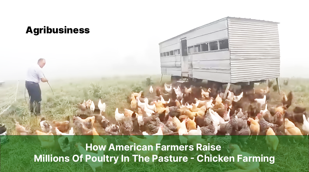 How American Farmers Raise Millions Of Poultry In The Pasture Chicken Farming