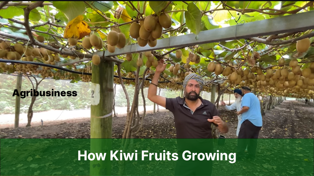 How Kiwi Fruits Growing