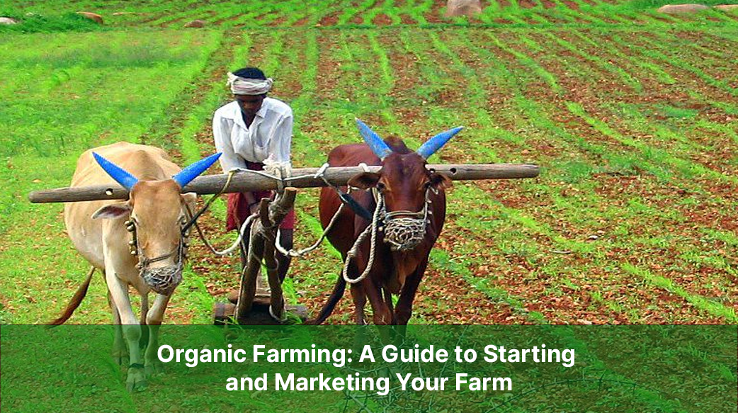 Organic Farming: A Guide to Starting and Marketing Your Farm