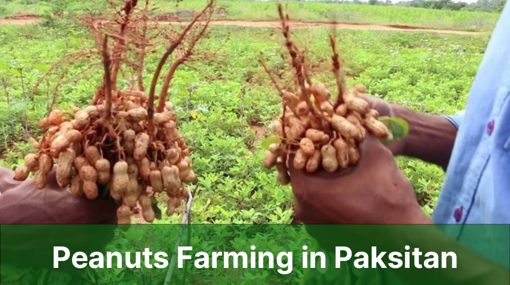 Peanut farming in Pakistan
