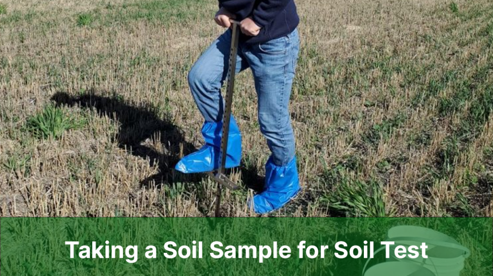 Taking a Soil Sample for Soil Test