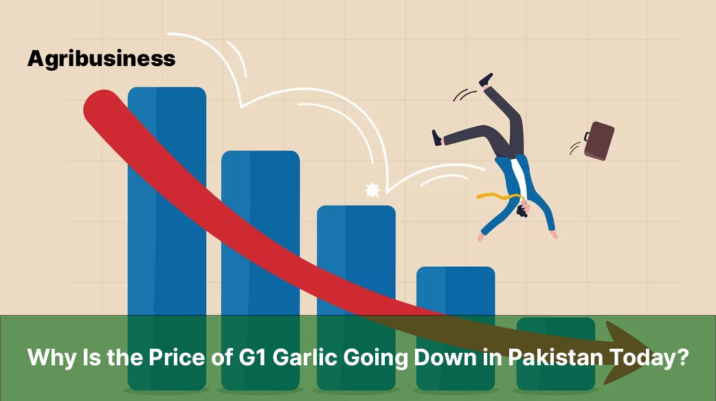 Why Is the Price of G1 Garlic Going Down in Pakistan Today?