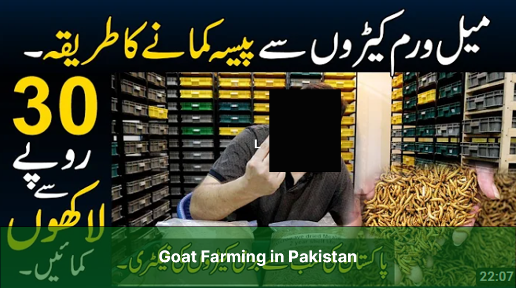 Mealworm Farming in Pakistan: A Profitable Business Idea with High Returns