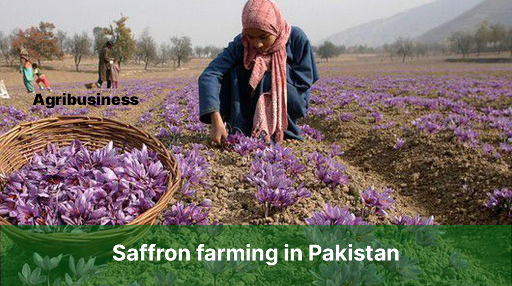 Saffron Farming in Pakistan