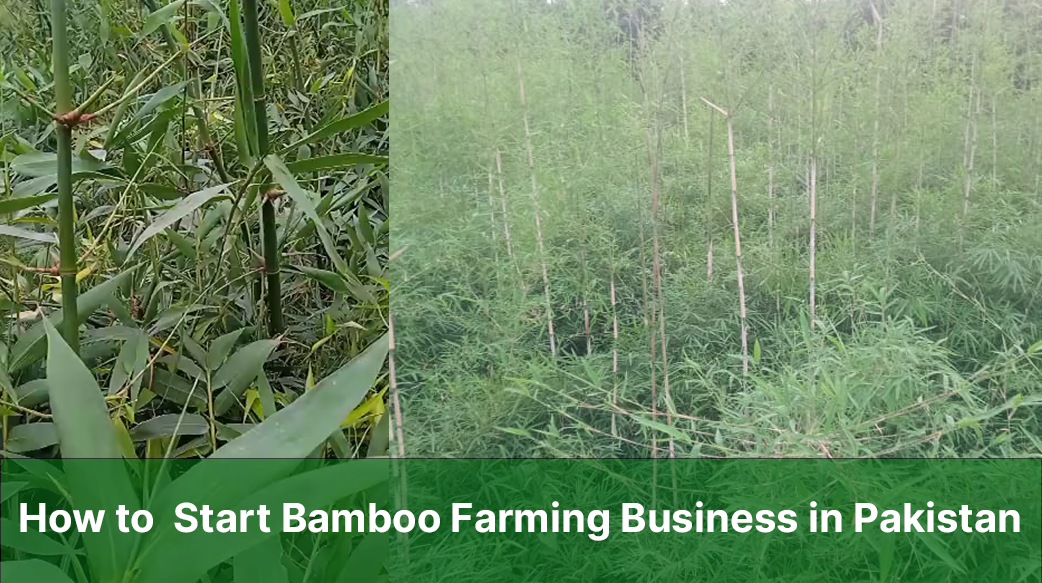 Bamboo Farming Business in Pakistan