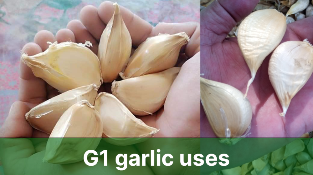 g1 garlic uses