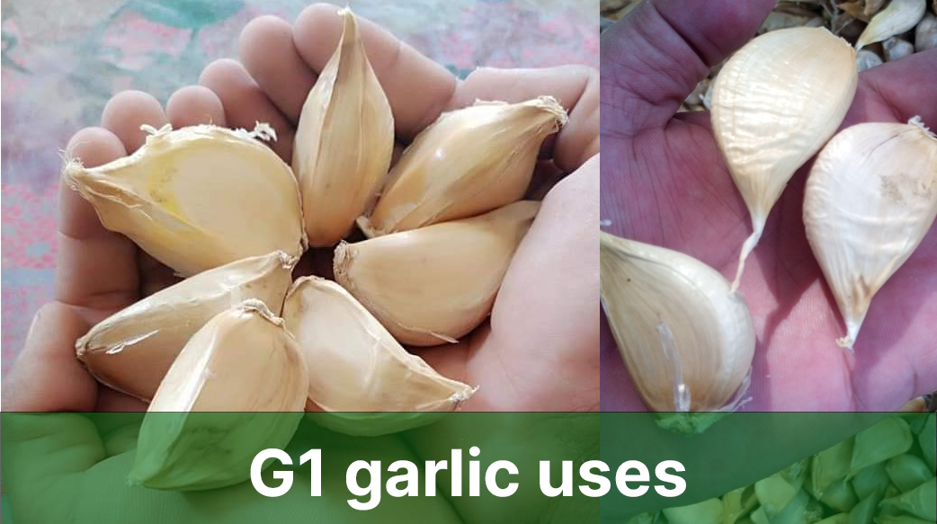 G1 garlic uses