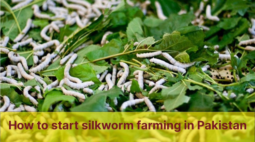 how to start silkworm farming in Pakistan