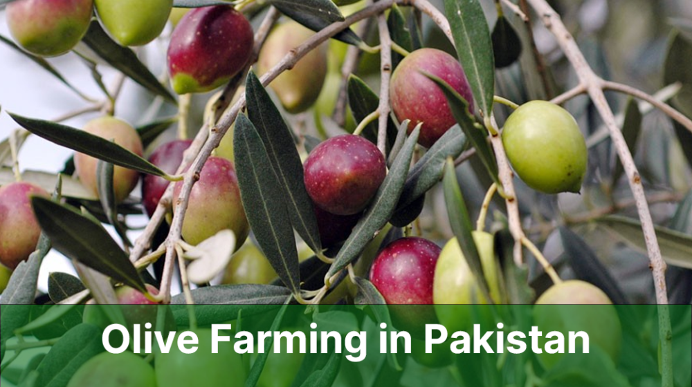 olive farming in pakistan