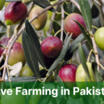 olive farming in pakistan