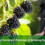 Blackberry Farming
