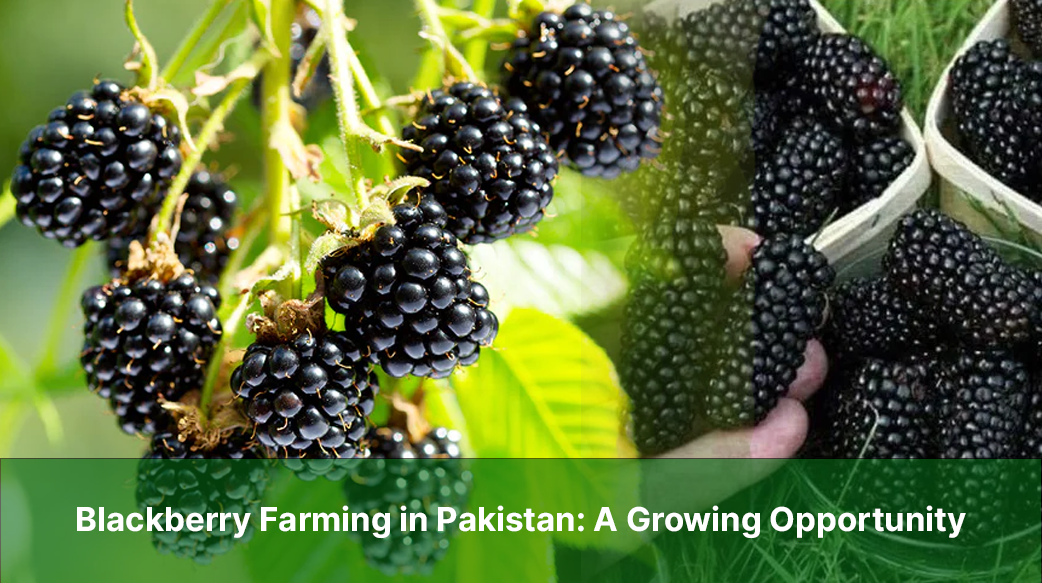 Blackberry Farming -A Growing Opportunity
