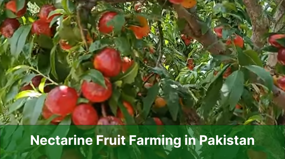 Nectarine Fruit Farming in Pakistan