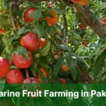 Nectarine Fruit Farming in Pakistan