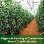 Off-Season-Vegetable-Farming-in-Tunnels-Maximizing-Year-Round-Crop-Production