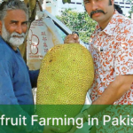 ackfruit Farming in Pakistan: A Guide to Highly Profitable Plantation
