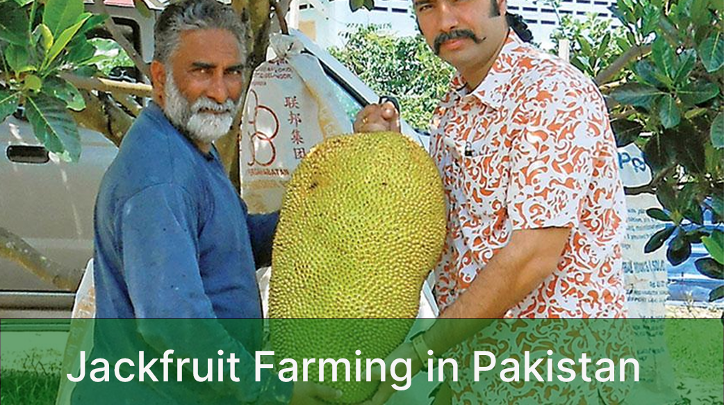 Jackfruit Farming in Pakistan: