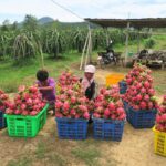 dragon fruit farming