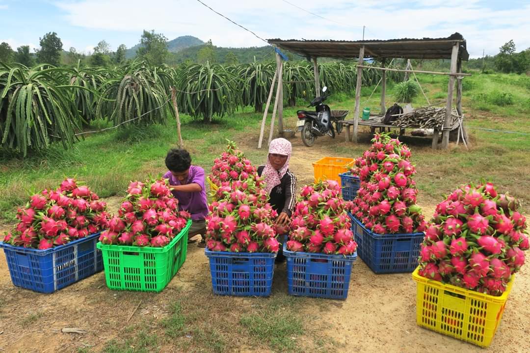 Dragon Fruit Cultivation in Pakistan: A Step-by-Step Guide to High-Yield Farming