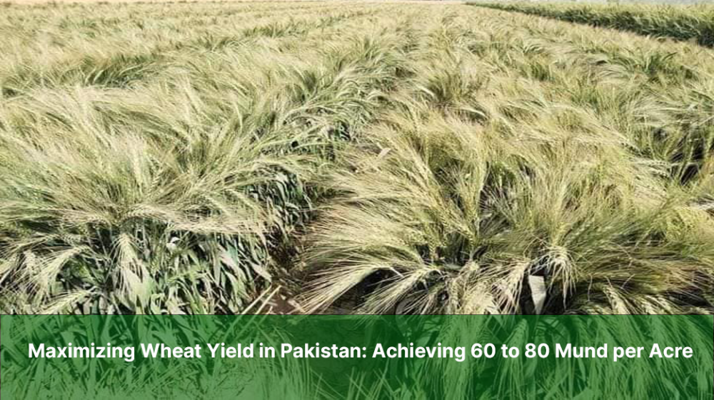 Maximizing Wheat Yield in Pakistan: Achieving 60 to 80 Mund per Acre