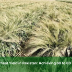 Maximizing Wheat Yield in Pakistan: Achieving 60 to 80 Mund per Acre