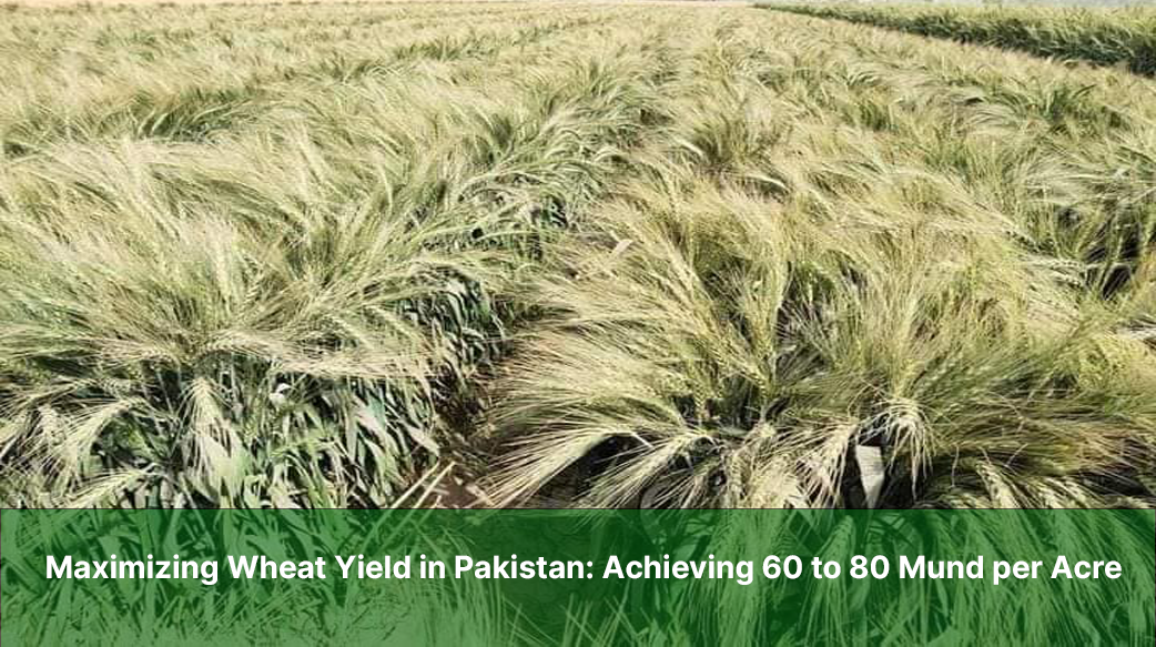 Maximizing Wheat Yield in Pakistan: Achieving 60 to 80 Mund per Acre