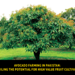 Avocado Farming in Pakistan: Unveiling the Potential for High Value Fruit Cultivation