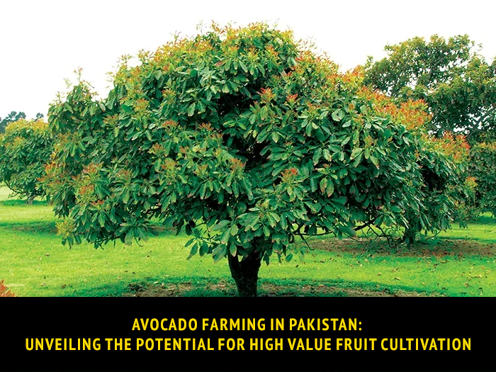 Avocado Farming in Pakistan: Unveiling the Potential for High Value Fruit Cultivation