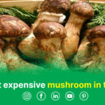 The most expensive mushroom in the world, Matsutake mushrooms