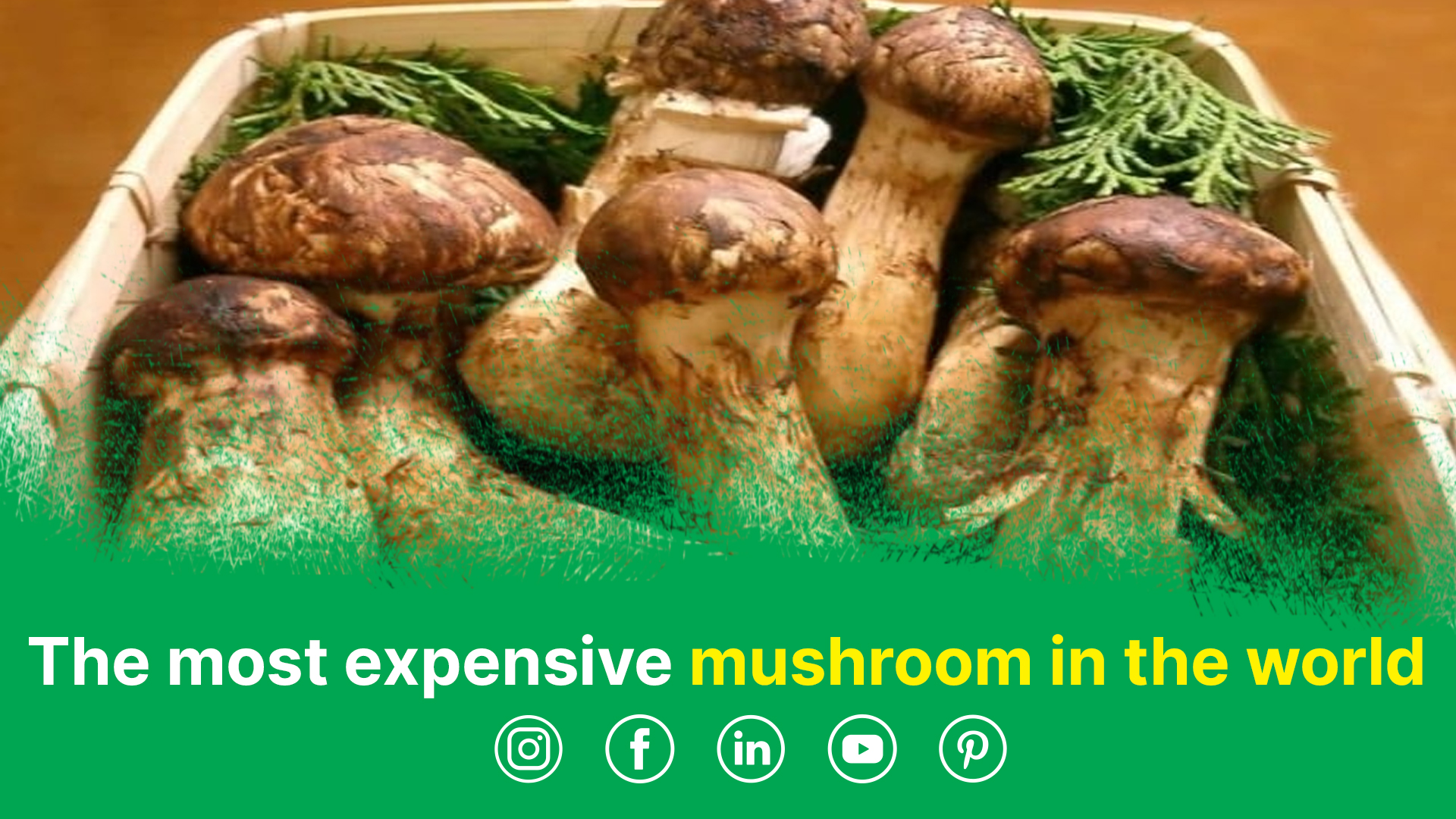 The most expensive mushroom in the world