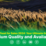 Black Wheat for Sales 2024